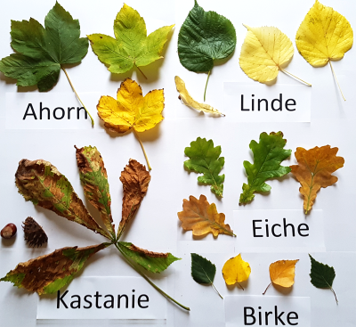 Blätterprojekt Herbst
