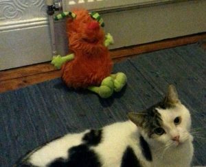 Come in Funny und Katze Bunny