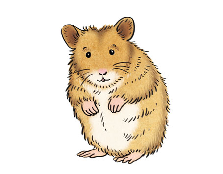 Haustier Hamster