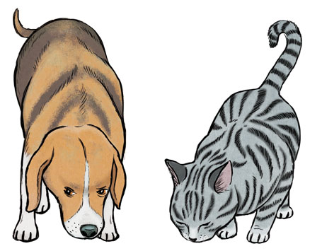 Haustiere Hund und Katze