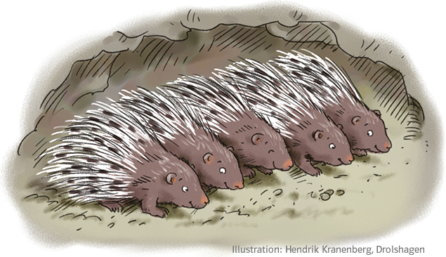 Grundschul-Blog-Unterrichten-Ethik-Demokratie-Kompromissfindung-Stachelschweine-3 Illustration Stachelschweine