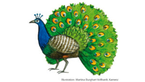 Grundschulblog_Unterrichten_Deutsch-PLT-Pfau PLT - Pfau