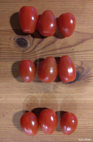 Malaufgaben Tomaten