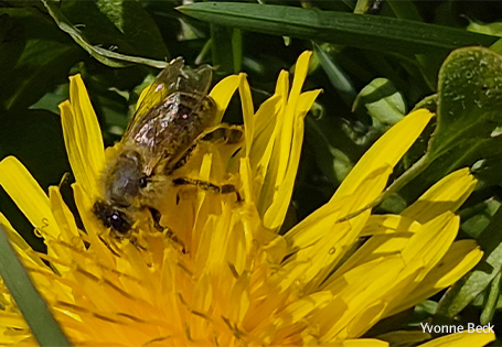 Naturschutz für den Löwenzahn