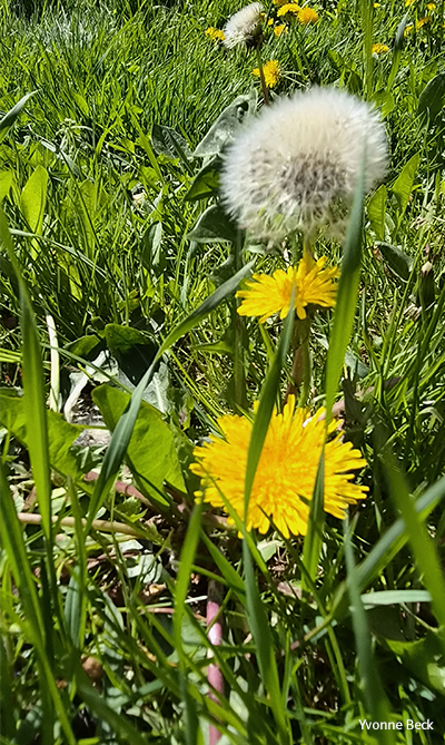 Bild eines Löwenzahns mit einer Pusteblume auf einer Wiese