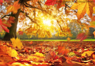 Foto mit Herbstwald und Laub